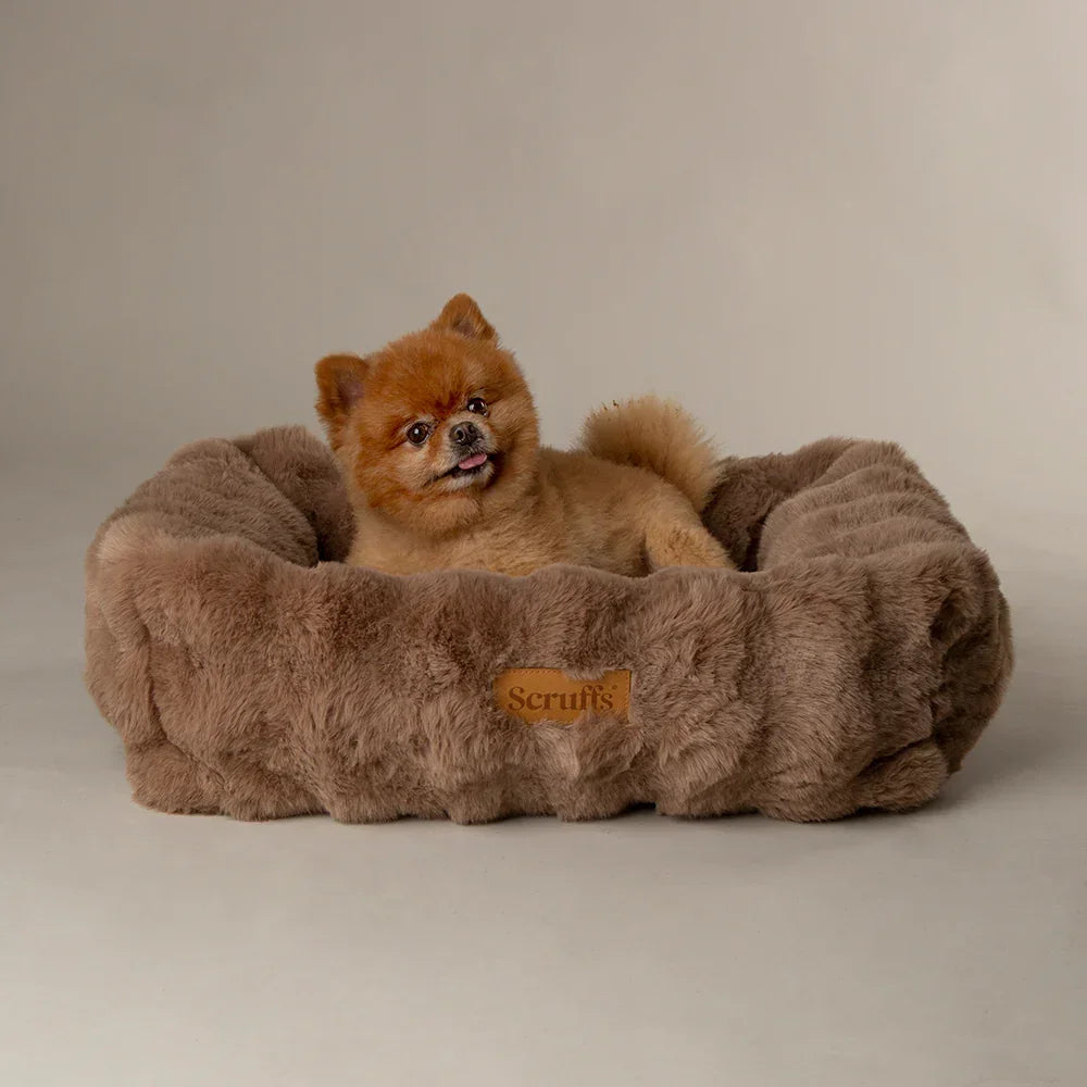 Pomeranian relaxing in a taupe Scruffs Alpine bolster dog bed with raised edges