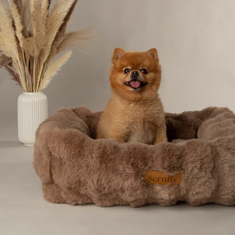 Pomeranian sitting in a taupe Scruffs Alpine bolster dog bed beside neutral decor