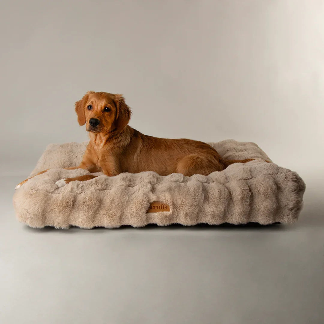 Small dog resting on Scruffs Alpine luxury dog mattress