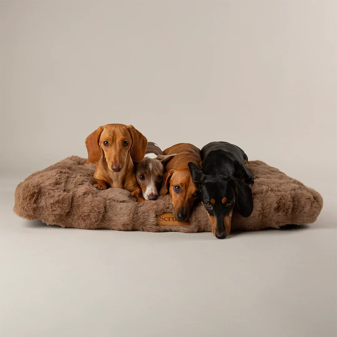 Multiple dogs lying on taupe Scruffs Alpine dog mattress