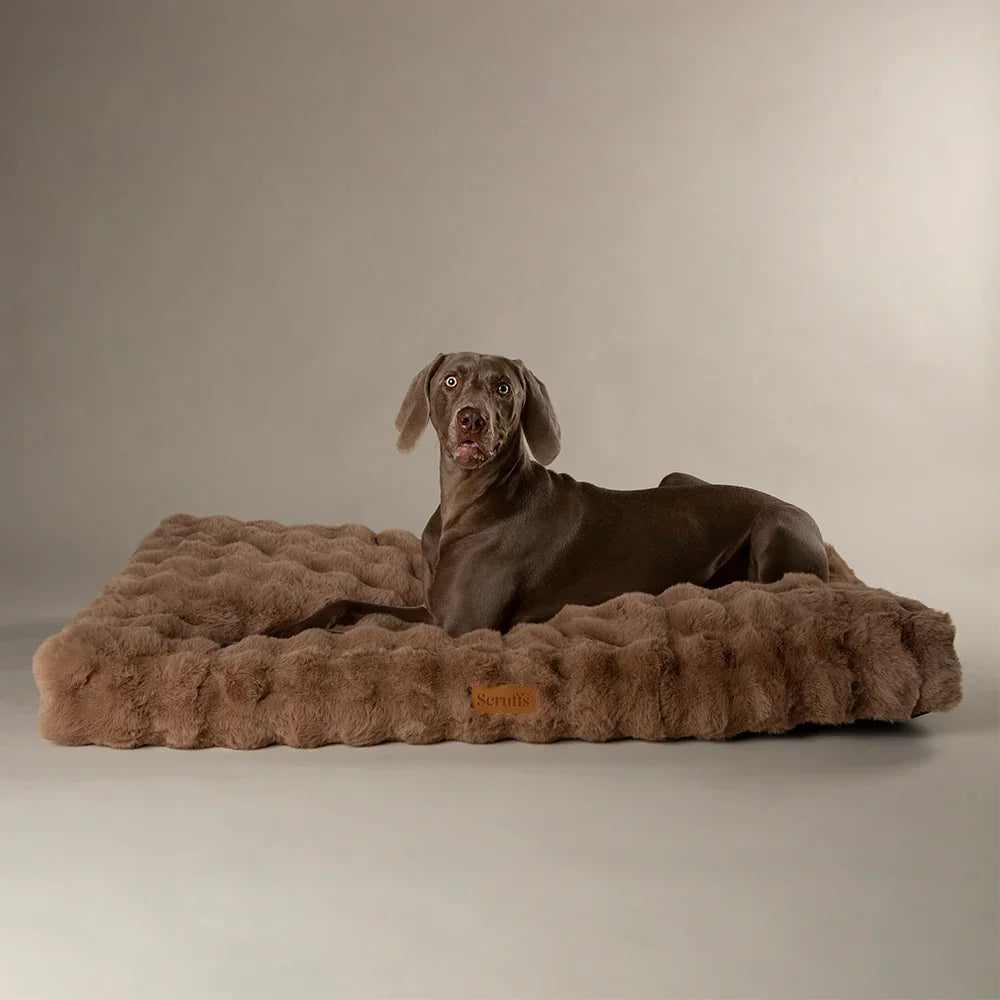 Large dog on taupe Scruffs Alpine luxury dog mattress