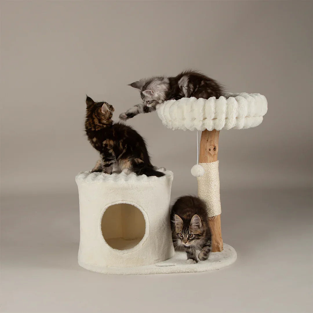 Kittens playing on the Scruffs Alpine Himalayas cat tree with cave and top bed