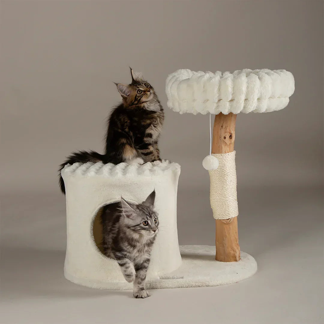 Two cats using the Scruffs Alpine Himalayas cat tree with raised bed and cave