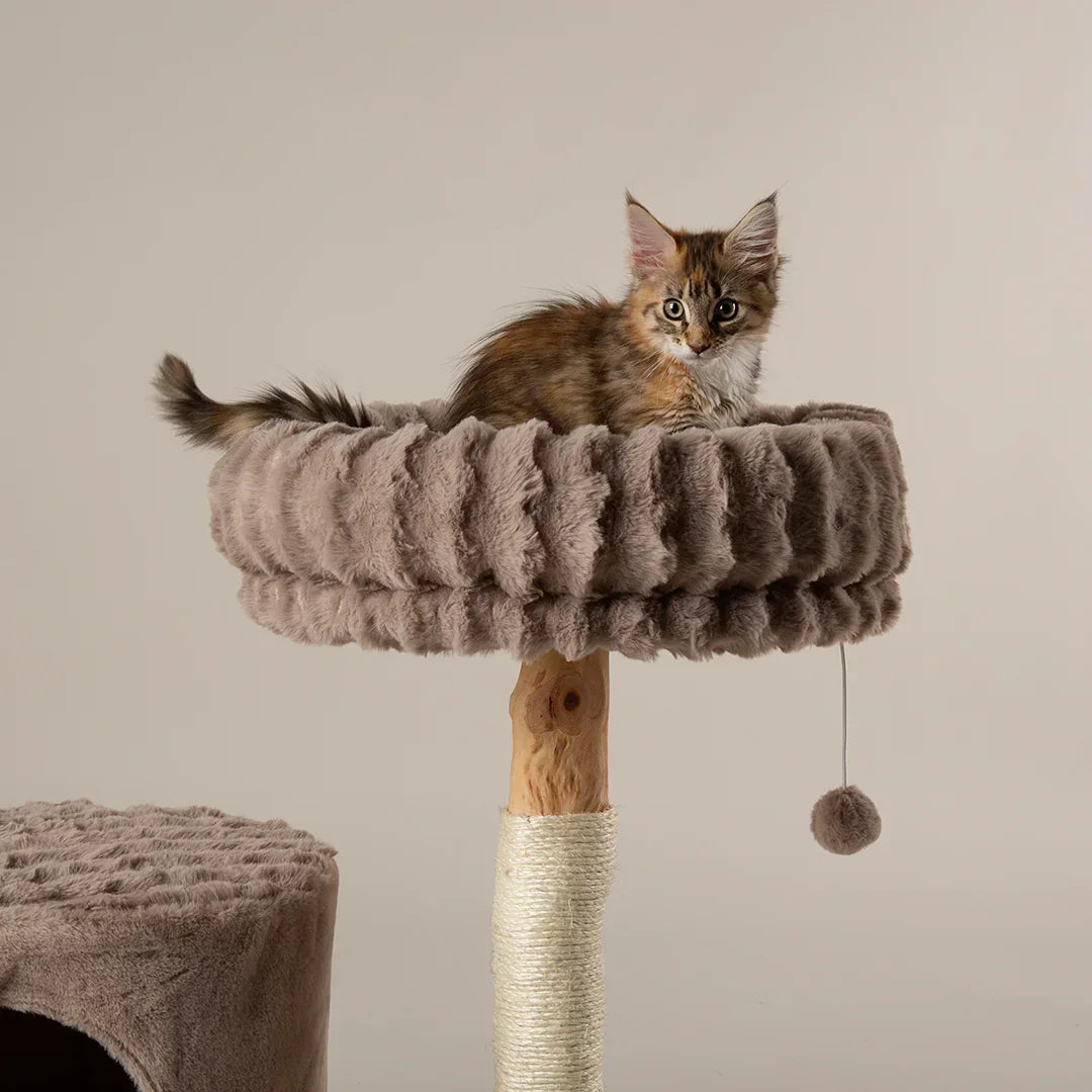 Kitten resting in the padded top bed of the Scruffs Alpine Himalayas cat tree