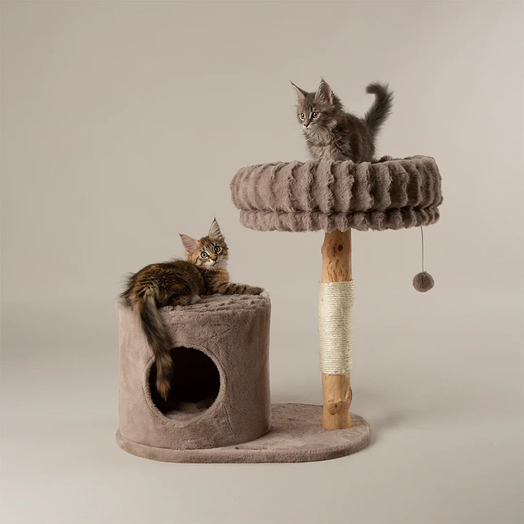 Two kittens on the taupe Scruffs Alpine Himalayas cat tree with raised bed