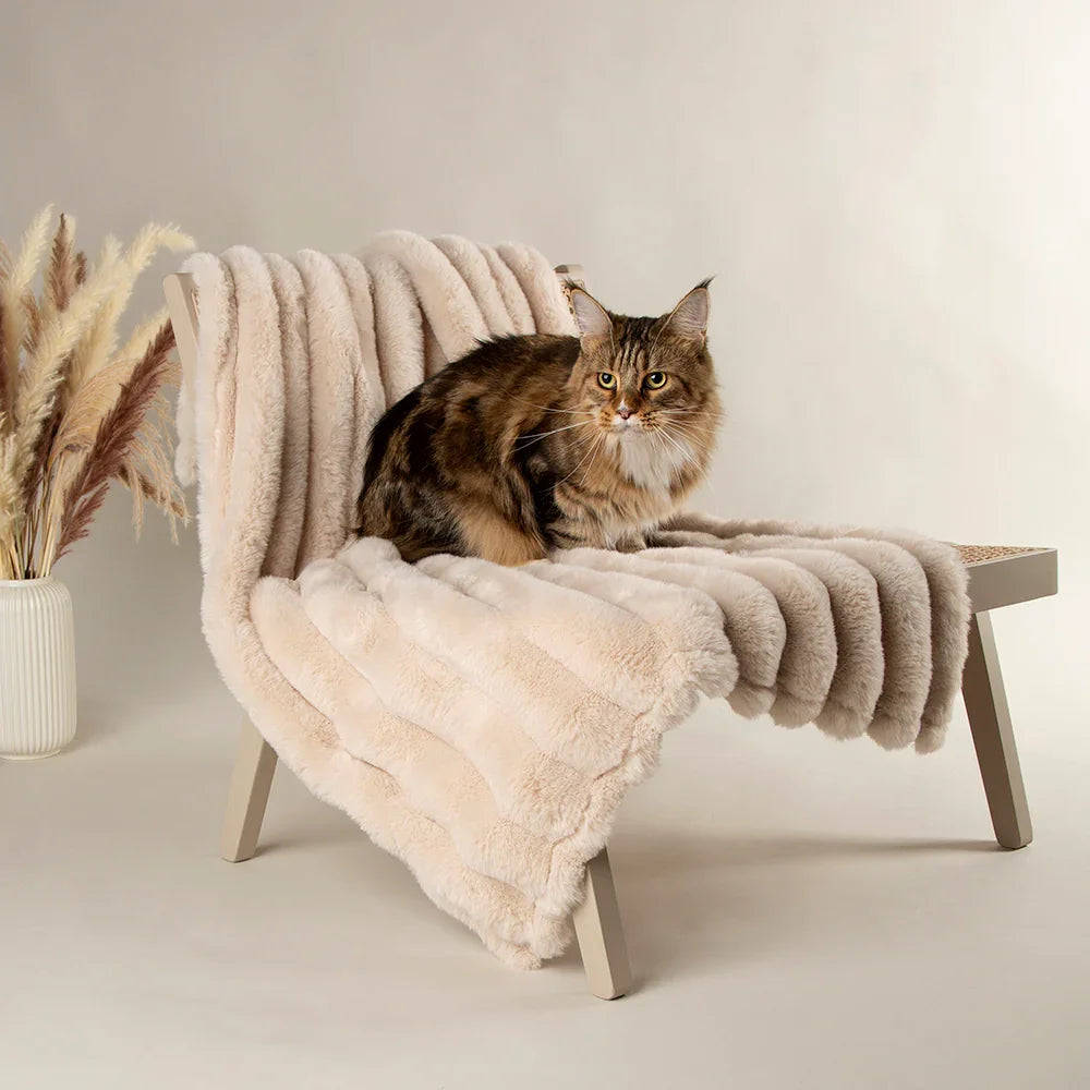 Cat relaxing on a cream pet blanket draped over a chair