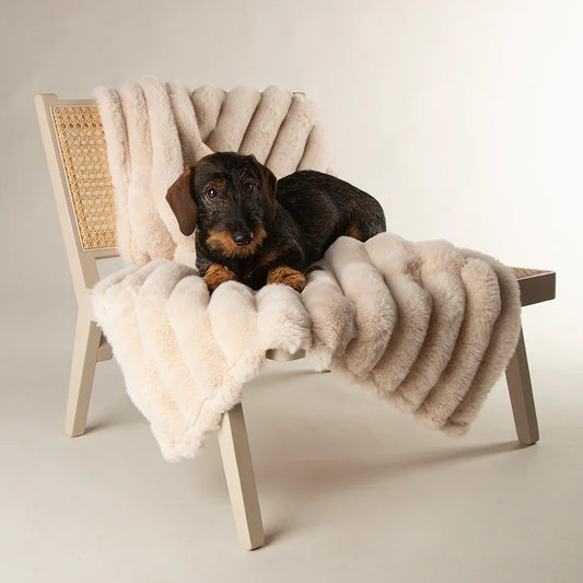 Dog resting on a cream Scruffs Aspen dog blanket draped over a chair
