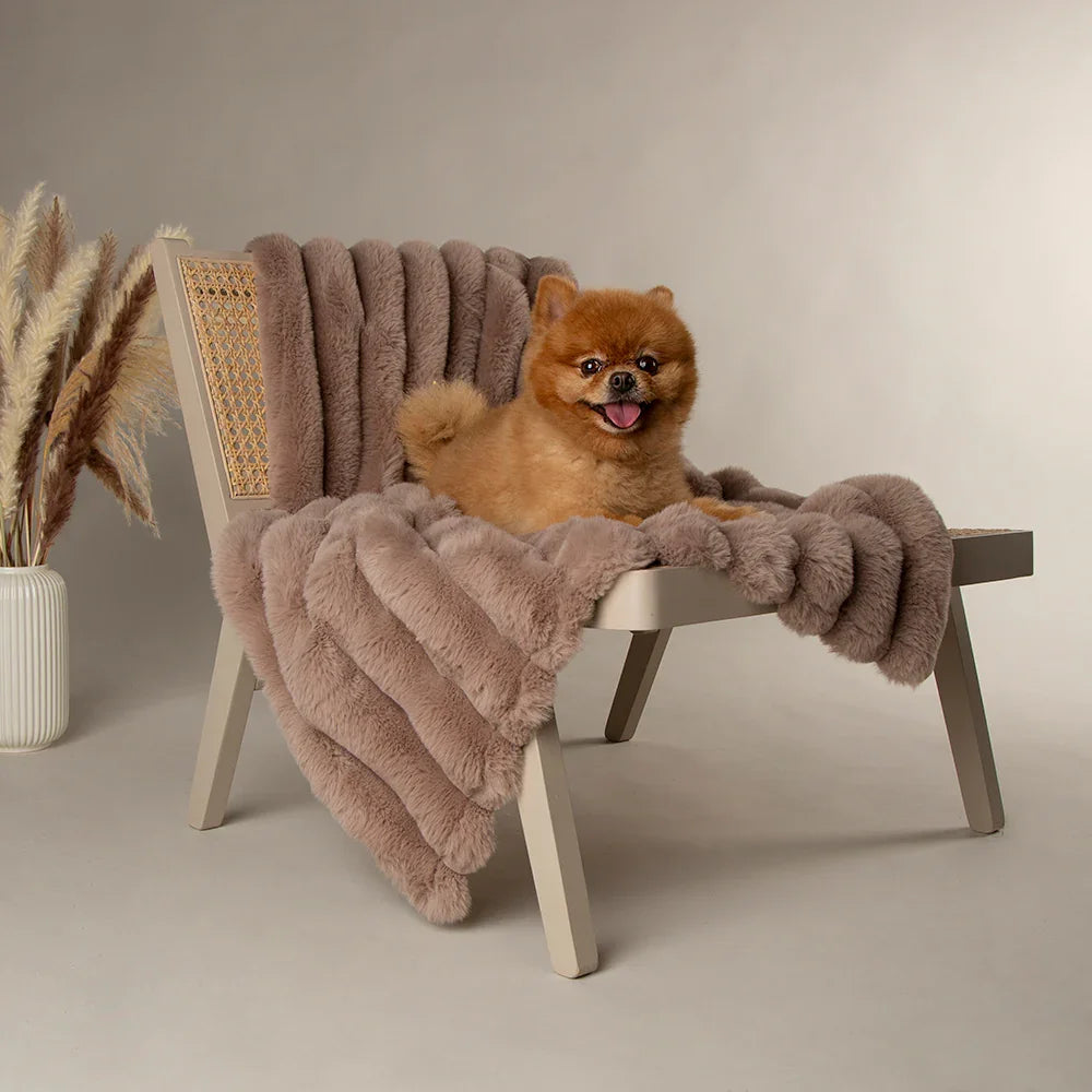 Dog resting on a taupe dog blanket draped over a chair