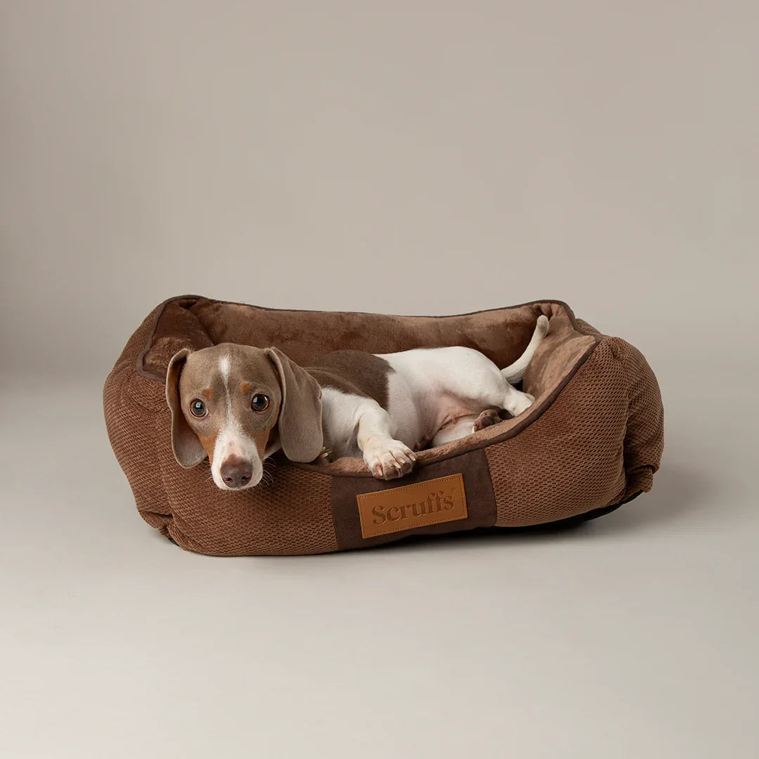 Brown Scruffs Chester box dog bed with dog resting inside