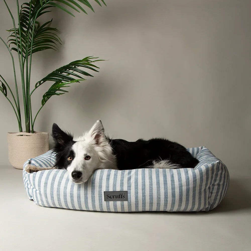 Border collie resting in a Scruffs coastal green striped box dog bed
