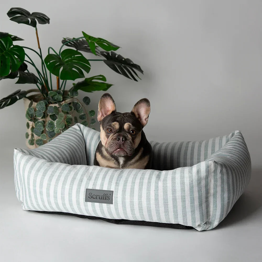 French bulldog sitting inside Scruffs Coastal green striped box dog bed