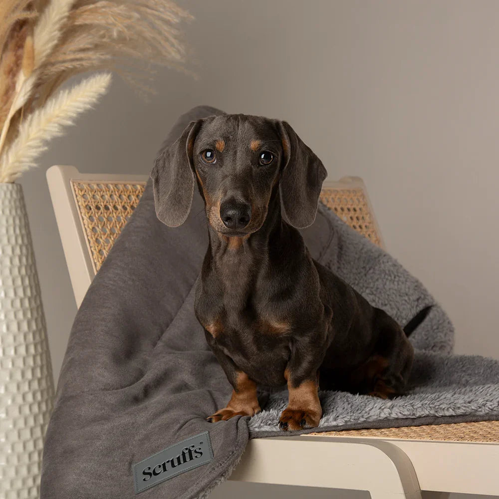 Dog sitting on a Scruffs Cosy dog blanket draped over a chair