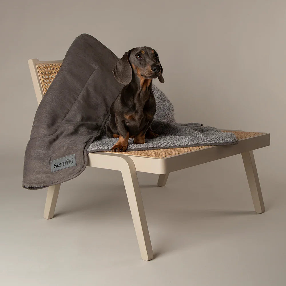 Dog relaxing beside a Scruffs Cosy dog blanket on a chair