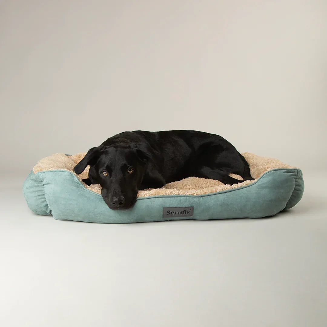 Large dog lying in a sage green Scruffs cosy soft-walled dog bed