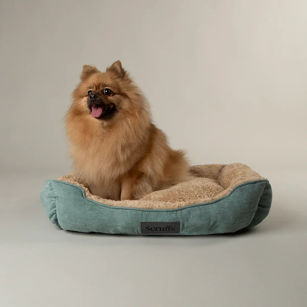 Small dog sitting in a sage green Scruffs cosy soft-walled dog bed