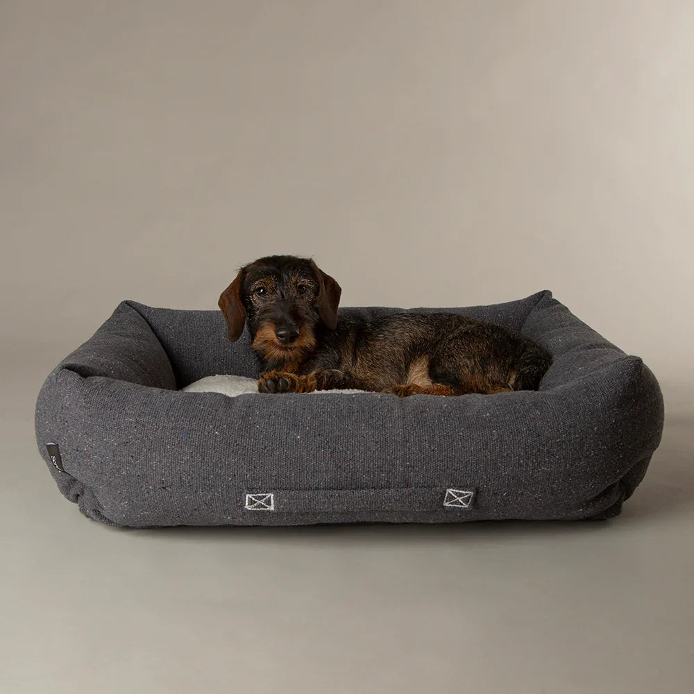 Small dog lying in Scruffs Eden box dog bed charcoal with padded bolster edges