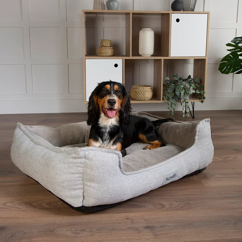 Dog lying on a Scruffs Harvard pearl grey memory foam dog bed in a room with shelving and plants