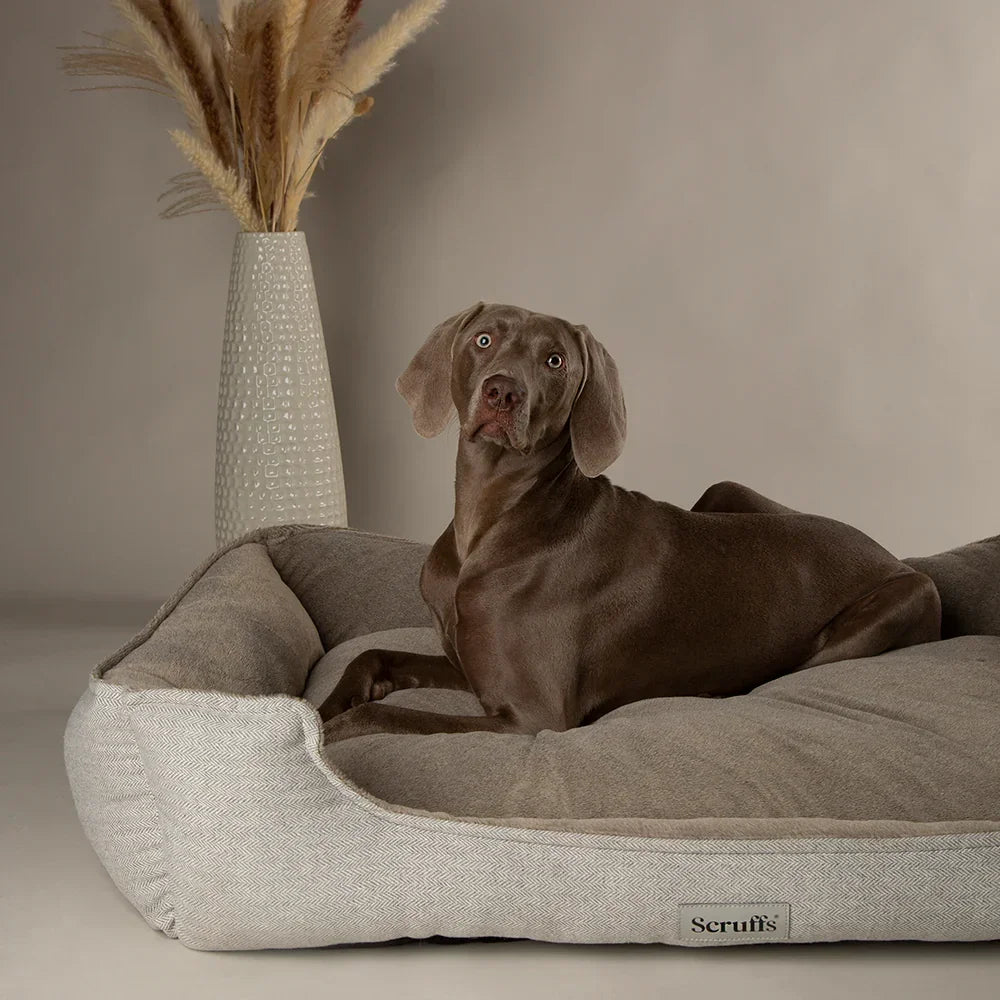 Dog resting on a Scruffs Harvard pearl grey memory foam dog bed in a living room setting