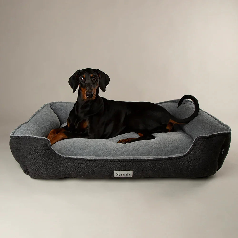 Dog lying on a Scruffs Harvard graphite grey memory foam dog bed on a neutral background