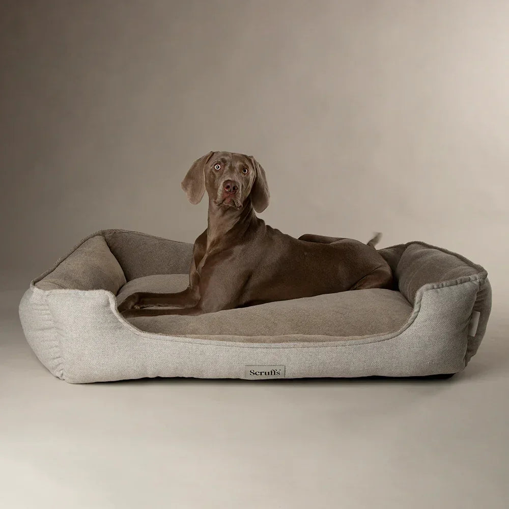 Dog lying on a Scruffs Harvard pearl grey memory foam dog bed on a neutral background