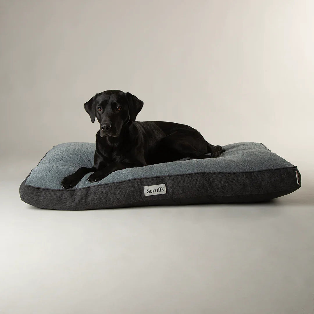 Black Labrador lying on Scruffs Harvard memory foam dog mattress in graphite grey