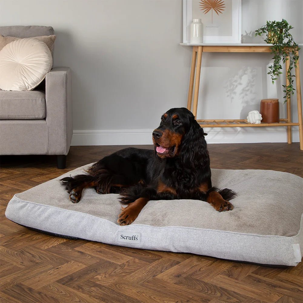 Large dog resting on Scruffs Harvard memory foam dog mattress for joint support