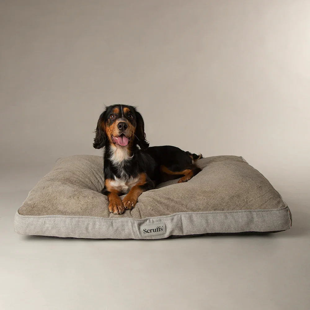 Small dog lying on Scruffs Harvard memory foam dog mattress in pearl grey