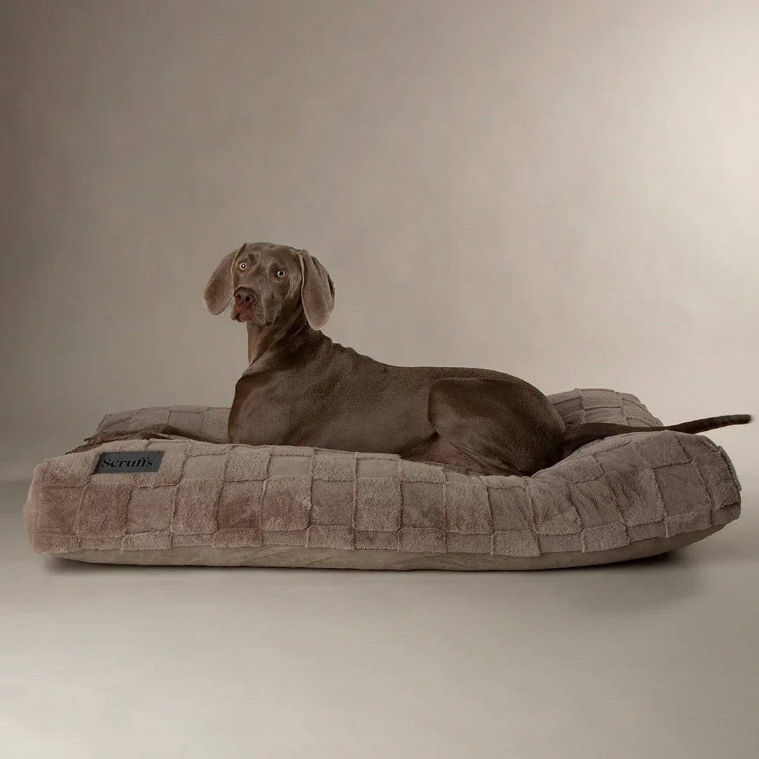 Dog lying on a Scruffs Oxford memory foam dog mattress