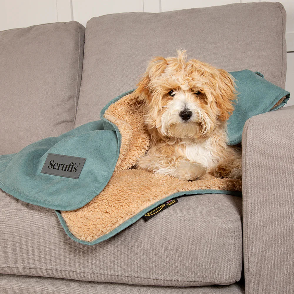Dog relaxing on a sage green Scruffs Snuggle dog blanket