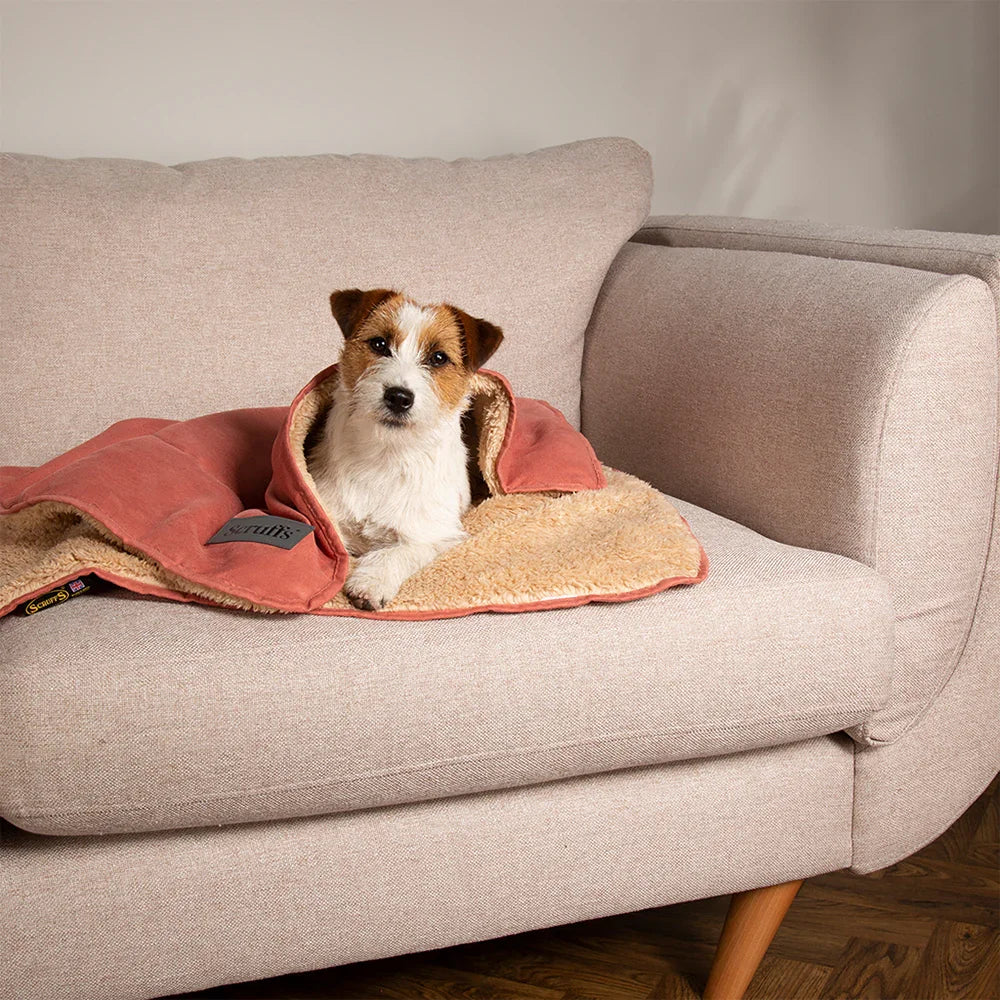 Dog relaxing on a terracotta Scruffs Snuggle dog blanket